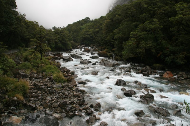 nz494.jpg