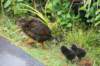 nz612_small.jpg