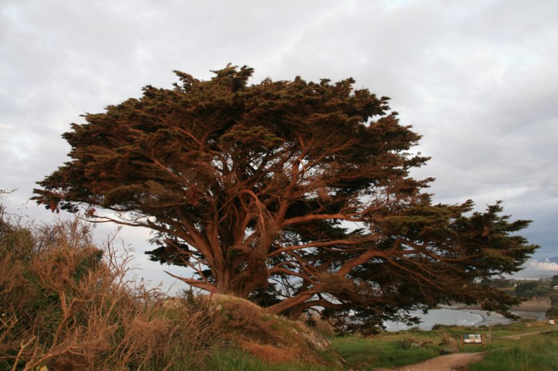 nz650.jpg