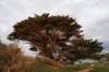 nz650_small.jpg