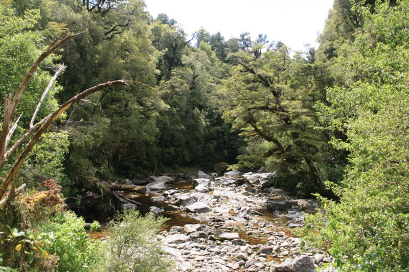 nz682.jpg