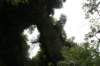 nz685_small.jpg