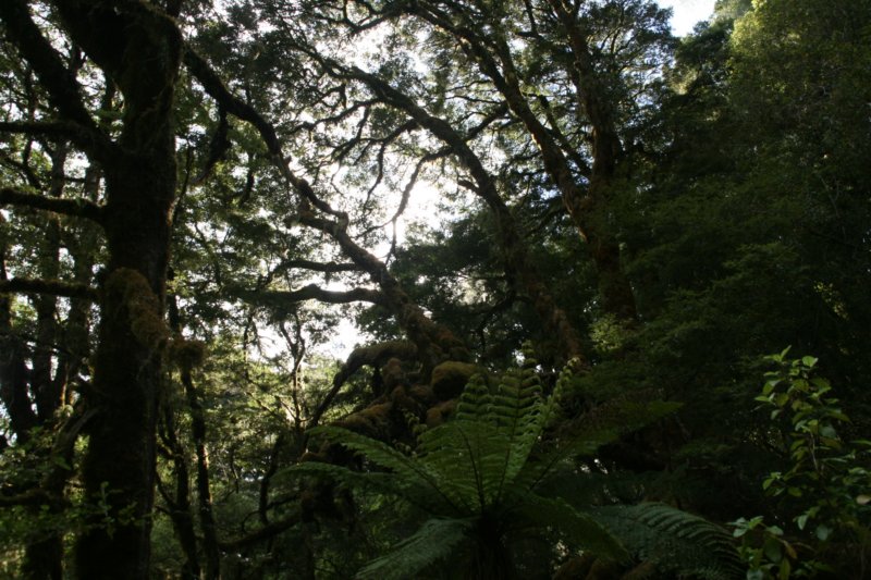 nz720.jpg