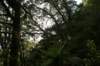 nz720_small.jpg
