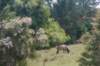 nz840_small.jpg