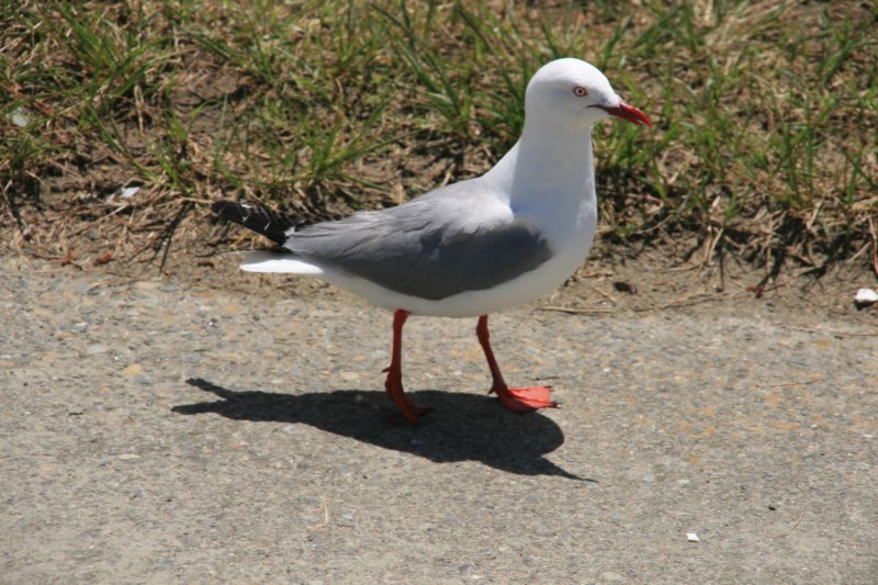 nz855.jpg