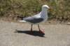 nz855_small.jpg