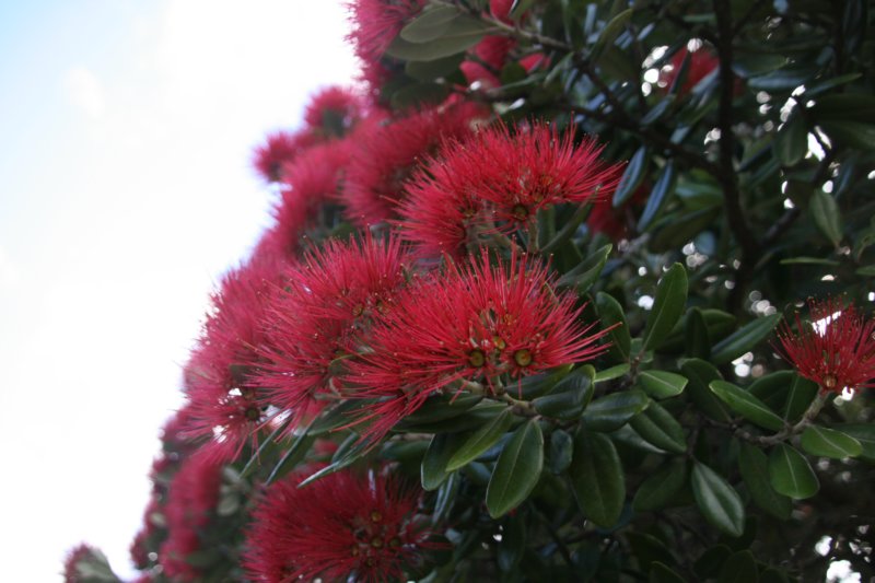 nz884.jpg