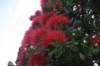 nz884_small.jpg