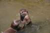 nzn059_small.jpg