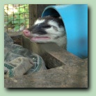 [Click to enlarge image]